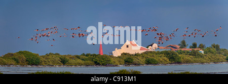 Bonaire Island, Dutch Caribbean, Kralendijk, Greater Flamingos ( Phoenicopterus ruber ) flying in front of slave masters house. Stock Photo