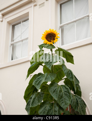 Sunflowers are a popular flower in many London gardens as they are easy to grow and they can grow incredibly tall. Stock Photo