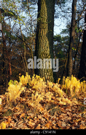 Golden autumn in the forest Park Stock Photo - Alamy