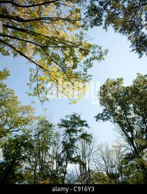 Prospect Park in Brooklyn offers a natural sanctuary from busy everyday life with its many open spaces trees and lakes.  Date Stock Photo