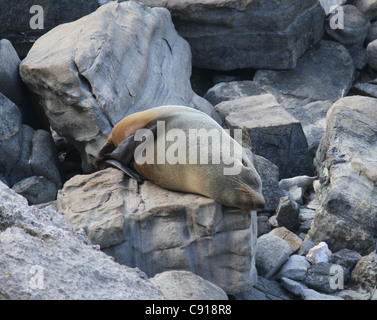 New Zealand Fur Seal sleeping on rocks Stock Photo