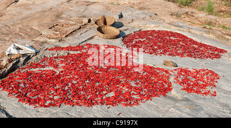 Sun Drying Red Chillies on a rock in the indian countryside. Andhra Pradesh, India. Panoramic Stock Photo