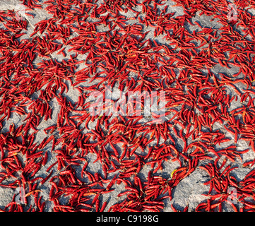 Sun Drying Red Chillies on a rock in the indian countryside. Andhra Pradesh, India Stock Photo