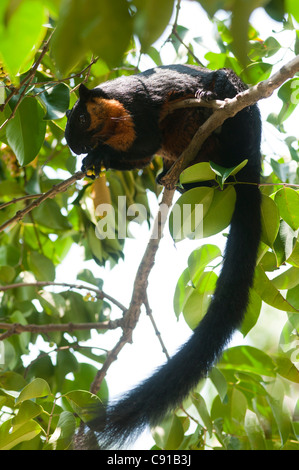 Giant squirrel in rainforest, Lankawi Island, Malaysia, Asia Stock Photo