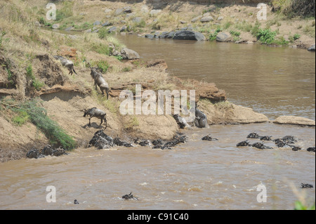 Blue wildebeest - Brindled gnu - Common wildebeest (Connochaetes taurinus) crossing the Mara river during their migration Stock Photo