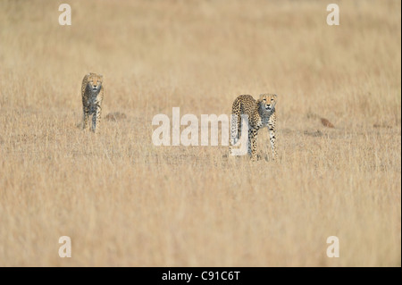 Cheetah (Acinonyx jubatus) two big cubs walking in the grass Maasai Mara - Kenya Stock Photo