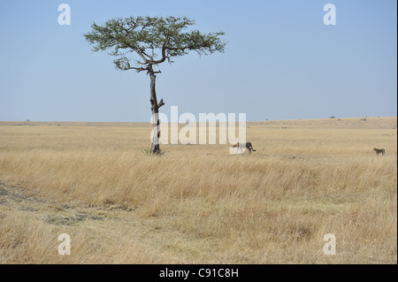 Cheetah (Acinonyx jubatus) female & a big cub looking after shadow in the heat of the day Maasai Mara - Kenya Stock Photo