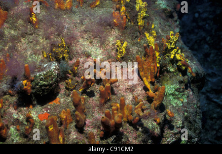Gold sponge Golden Sponge Sulfur Sponge Verongia Aerophoba 