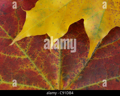 maple autumn foliage / Ahorn Herbstblätter