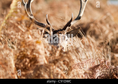 Red deer stag, Curvus elaphus, Richmond park, autumn/fall, Surrey, England, UK Stock Photo