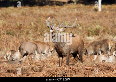 Red deer stag roaring/bellowing during the rut, Curvus elaphus, Richmond park, autumn/fall, Surrey, England, UK Stock Photo