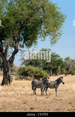 Burchill's Zebras roam through South Luangwa National park. Stock Photo