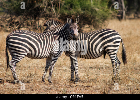 Burchill's Zebras roam through South Luangwa National park. Stock Photo