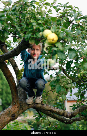 Boy climbing fruit tree Stock Photo