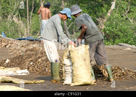 Workers packing fish bones into sacks for fish meal, Muara Karang, Jakarta, Indonesia Stock Photo