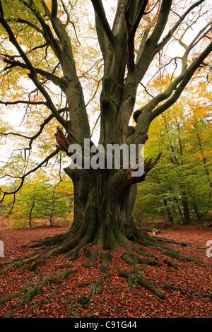 Roots of an old beech, nature reserve Urwald Sababurg at Reinhardswald, near Hofgeismar, Hesse, Germany Stock Photo