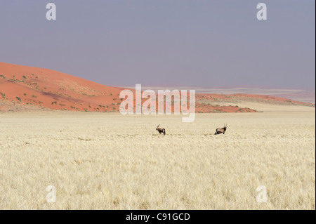 Gemsbuck Oryx gazella and red sand dunes of Namib Naukluft Park along the Raod 707 in Namibia Stock Photo