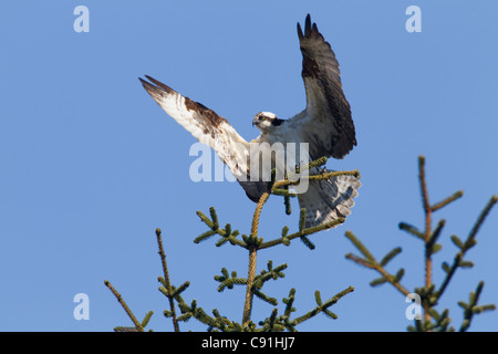 Osprey landing on top of spruce with wings spread, Copper River Delta, near Cordova, Southcentral Alaska, Spring Stock Photo