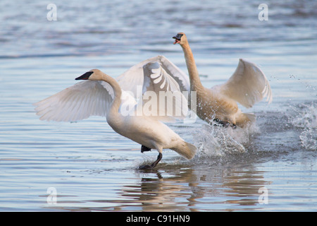 Trumpeter swans chasing each other in a territorial dispute, Copper River Delta, near Cordova, Southcentral Alaska, Spring Stock Photo