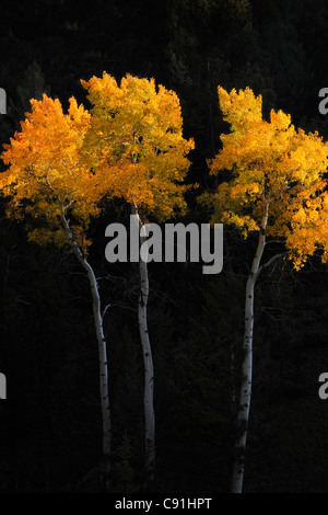 Fall colored Aspen trees, Yellowstone National Park Stock Photo