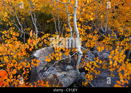 Fall colored Aspen trees, Yellowstone National Park Stock Photo