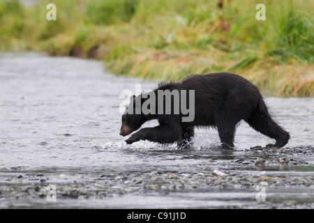 Black bear fishing for pink salmon spawning in stream, Prince William Sound, Southcentral Alaska, Summer Stock Photo