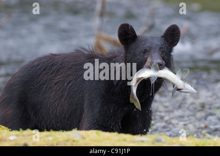 Black bear with pink salmon in its mouth alongside a stream, Prince William Sound, Southcentral Alaska, Summer Stock Photo
