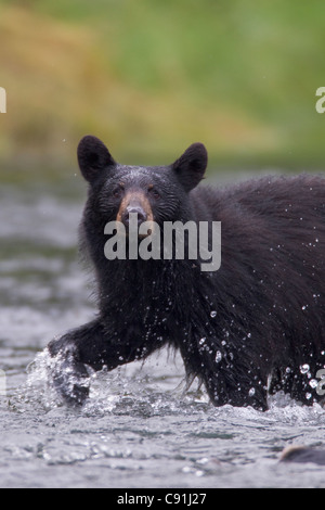 Black bear chasing salmon in stream, Prince William Sound, Southcentral Alaska, Summer Stock Photo