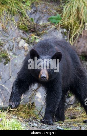 Black bear approaching in mid stride with direct stare, Prince William Sound, Southcentral Alaska, Summer Stock Photo