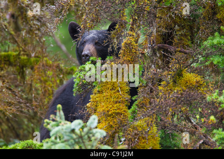 Black bear peeking through moss covered trees in rainforest, Prince William Sound, Southcentral Alaska, Summer Stock Photo