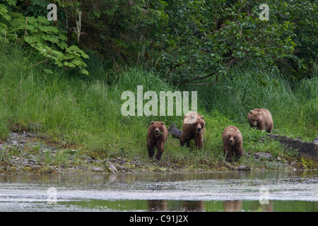 Brown bear sow with three yearling cubs at shoreline of Prince William Sound, Southcentral Alaska, Summer Stock Photo