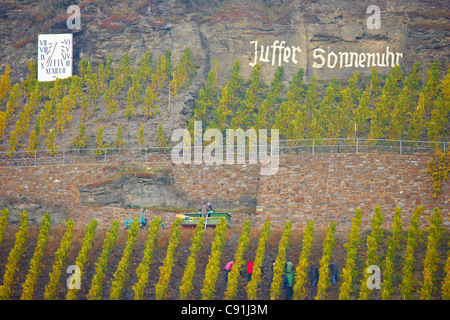 Grape harvesting at vineyard Juffer Sonnenuhr, Brauneberg, Wine district, Mosel, Rhineland-Palatinate, Germany, Europe Stock Photo