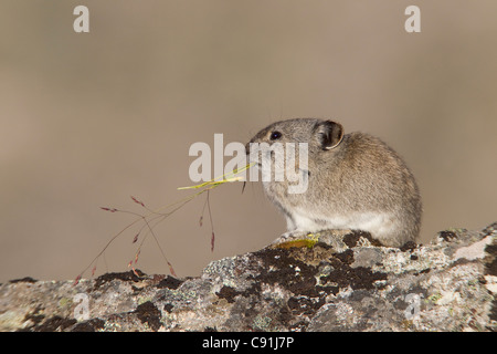 Collared Pika sitting on a lichen covered rock eating a grass stalk, Hatcher Pass, Talkeetna Mountains, Southcentral Alaska Stock Photo