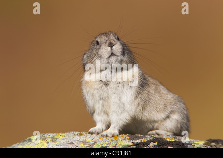 Collared Pika sitting on a lichen coverd rock, Hatcher Pass, Talkeetna Mountains, Alaska Stock Photo