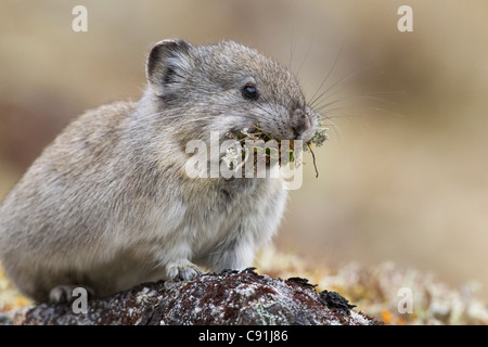 Collared Pika carrying mouth full of lichen to store in haystack for winter forage, Hatcher Pass, Talkeetna Mountains, Alaska Stock Photo