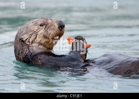Sea otter carrying and eating leg of starfish, Prince William Sound, Southcentral Alaska, Winter Stock Photo