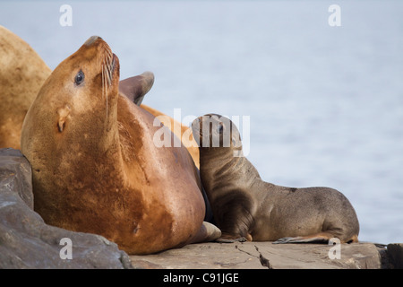 Steller sea lion female and young pup nursing rock, Prince William Sound, Southcentral Alaska, Summer Stock Photo