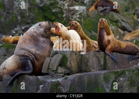 Steller sea lion female barking at large male hauled out on rocks, Prince William Sound, Southcentral Alaska, Summer Stock Photo