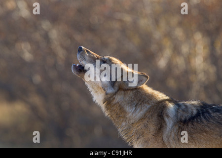 Gray Wolf howling, Denal National Park, Interior Alaska, Autumn Stock Photo