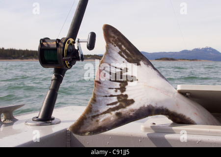 Tail of large halibut sticking out of fish box next to fishing rod and reel, Prince William Sound, Southcentral Alaska, Summer Stock Photo