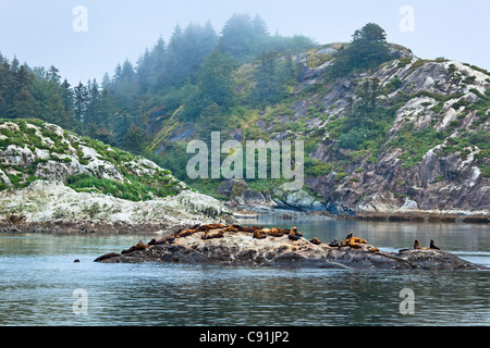 Sea Lions resting on the rock at South Marble Island, Glacier Bay National Park & Preserve, Southeast Alaska, Summer Stock Photo