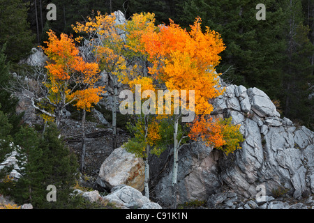 Fall colored Aspen trees, Yellowstone National Park Stock Photo