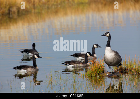 Canada geese, Yellowstone National Park Stock Photo