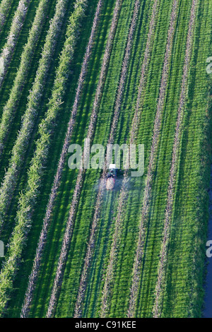 Aerial photo, rows of apple trees in blossom, tractor spraying, Lower Saxony, Germany Stock Photo