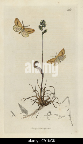 Aspitates gilvaria, Straw Belle or Dover Belle moth Stock Photo
