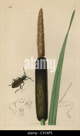 Donacia typhae, Reed-mace Donacia beetle Stock Photo