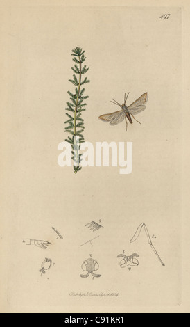 Acentropus garnonsii, False-caddis Water-veneer moth Stock Photo