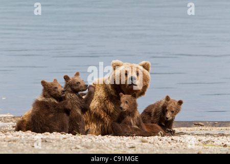 A Brown Bear Sow rests with 4 of her spring cubs on the beach of Naknek Lake, Brooks Camp, Katmai National Park, Alaska Stock Photo