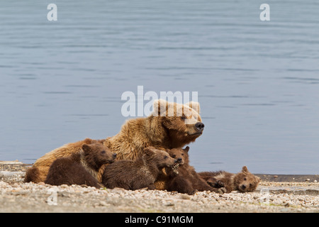 A Brown Bear Sow rests with 4 of her spring cubs on the beach of Naknek Lake, Brooks Camp, Katmai National Park, Alaska Stock Photo