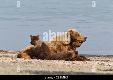 A Brown Bear Sow rests with 4 of her spring cubs on the beach of Naknek Lake, Brooks Camp, Katmai National Park, Alaska Stock Photo